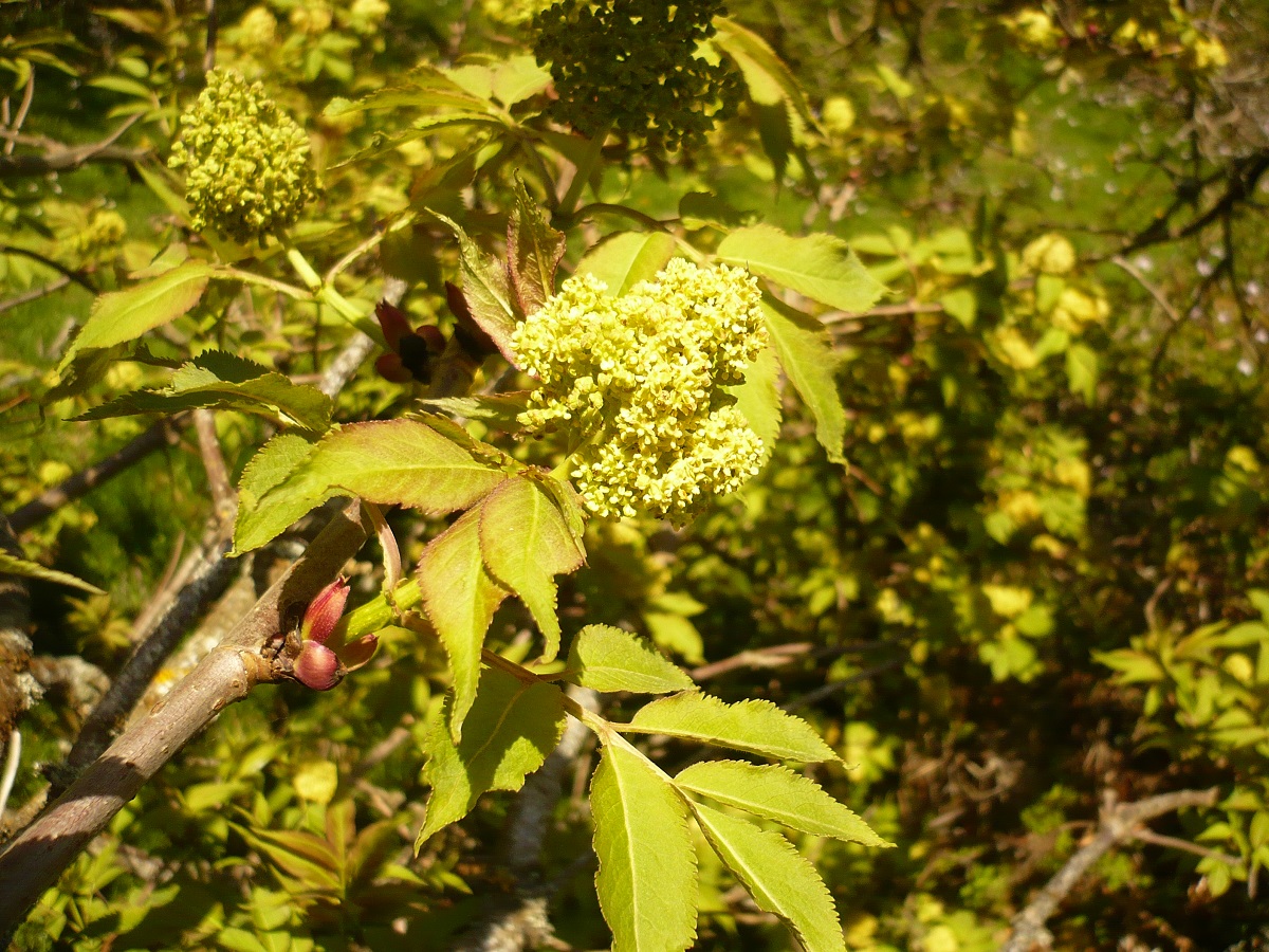 Sambucus racemosa subsp. racemosa (Adoxaceae)